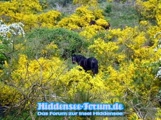 Pferde im Ginster