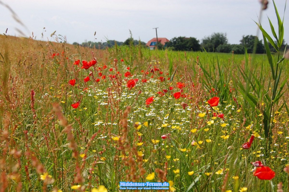 Bunte Wiese zwischen Kloster und Vitte