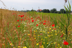 Bunte Wiese zwischen Kloster und Vitte