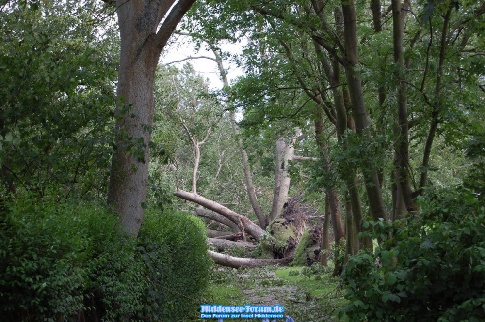 Sturmschaden am Weg beim Klostergarten