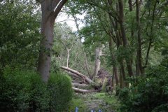 Sturmschaden am Weg beim Klostergarten