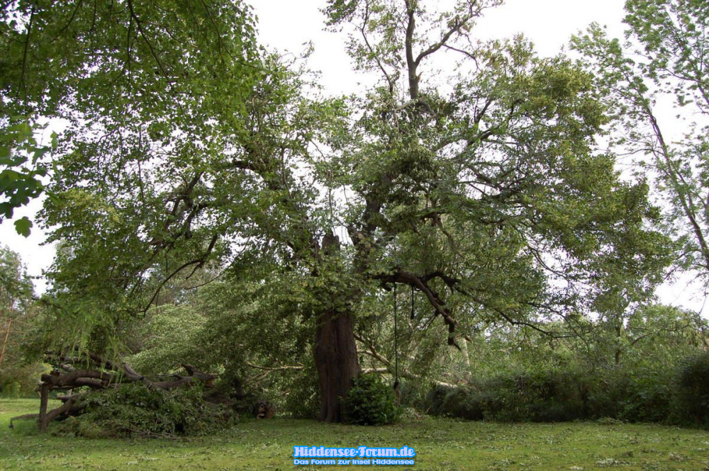 Klosterlinde nach dem Januarsturm