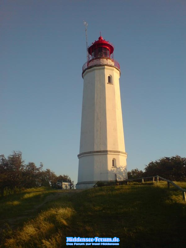 Dornbuch in der Abendsonne