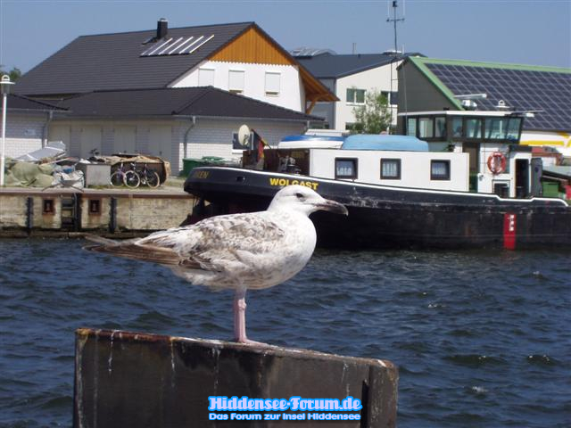 Möve am Hafen von Vitte
