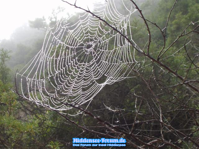 Auswirkung vomSeenebel im Sommer 2005