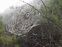 Auswirkung vomSeenebel im Sommer 2005