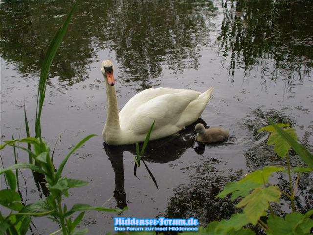 Schwan mit Nachwuchs im "Klosterteich"