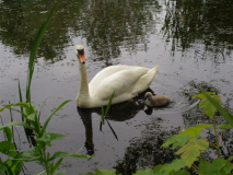 Schwan mit Nachwuchs im "Klosterteich"