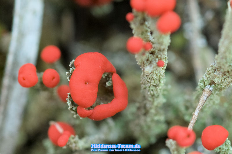 Cladonia spec.