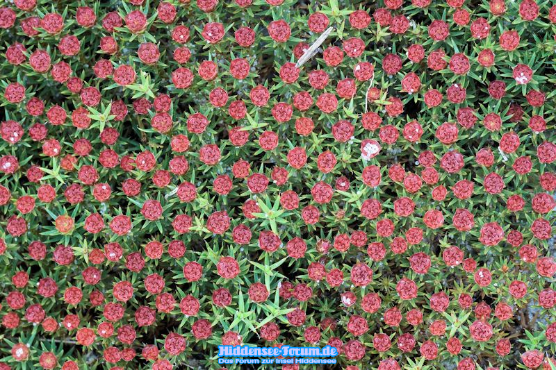 Heide rote Blüten01