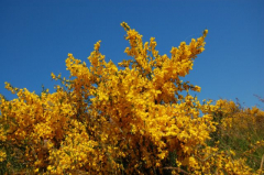 Ein gelb-blauer Traum...