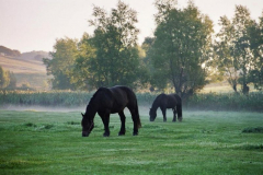 Morgen auf der Koppel