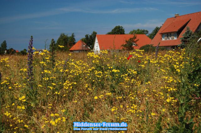 Blick zu "einer von Hiddensee" ???