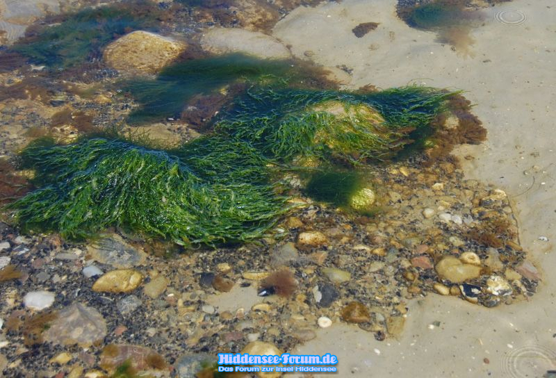 Grüne Steine in der Ostsee