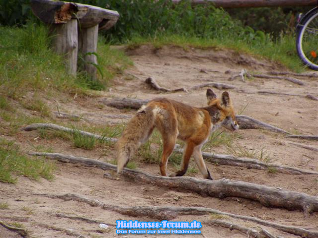 Auf dem Dornbusch sieht man Reinicke Fuchs des öfteren