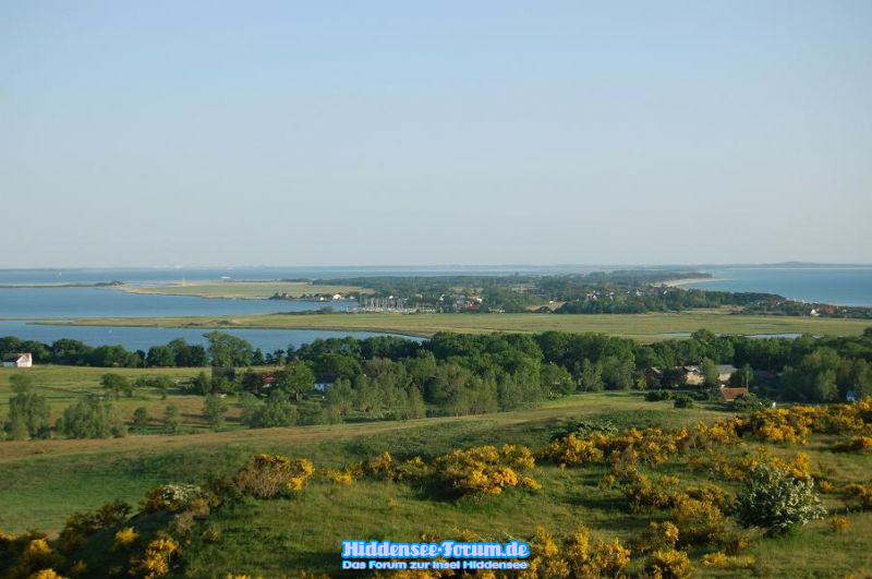 Inselblick im juni 2008 mit Ginster