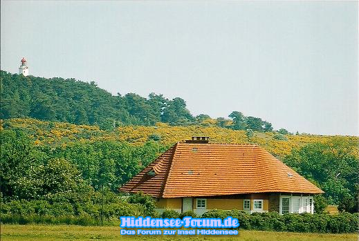 Ginster blüht