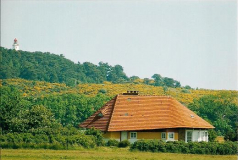 Ginster blüht