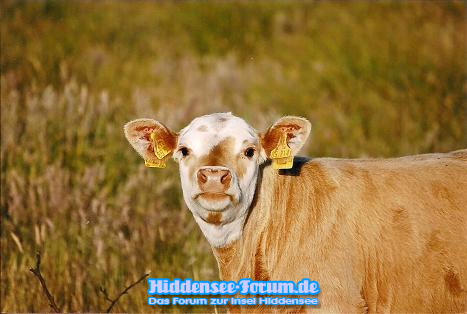 Vor Heiderose