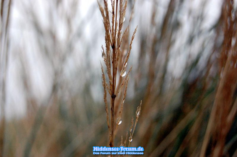 Strandgras im Herbslichem Nebel