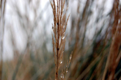 Strandgras im Herbslichem Nebel