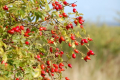 Der Einklang in den Herbst