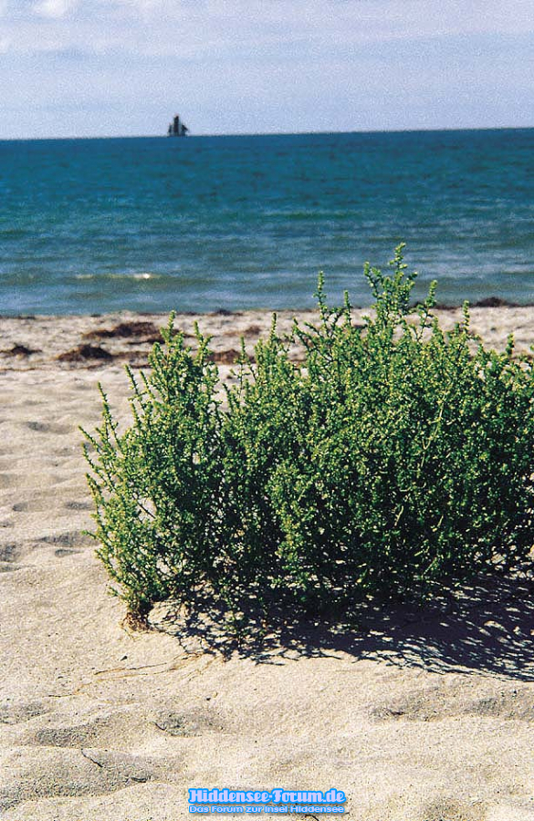 Strandgewächs