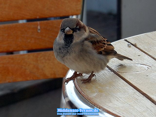 großen hunger haben die lieben Vögel