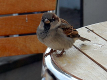 großen hunger haben die lieben Vögel