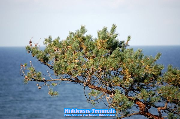 Windflüchte nahe Dornbusch