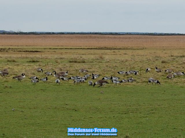 Wildgänse vor Vitte