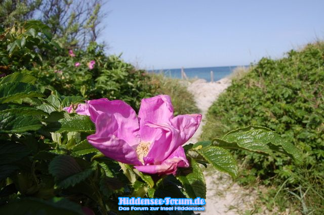 Wilde Rose am Strand