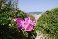 Wilde Rose am Strand