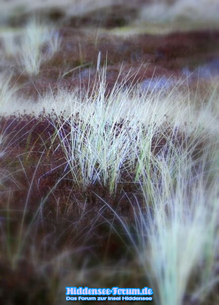 Heide im Winter