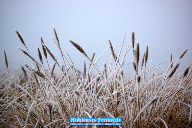 Winter auf dem Deich