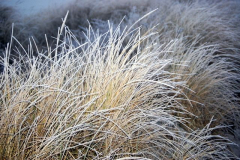 Wintereinbruch auf Hiddensee