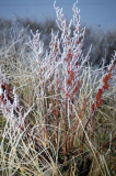Winterzauber auf Hiddensee