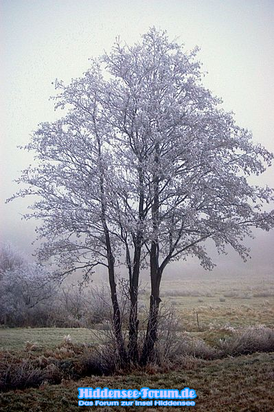 Stille