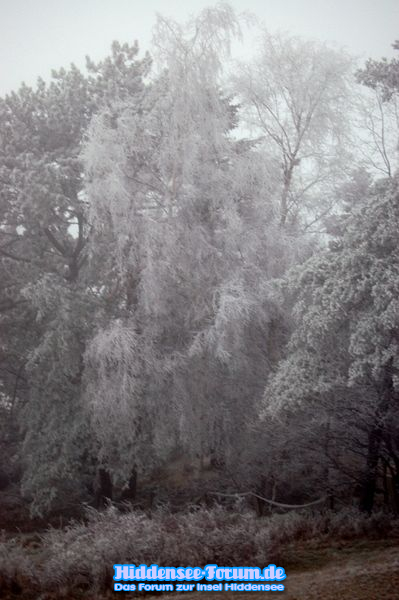 WINTERKLEID 2009
