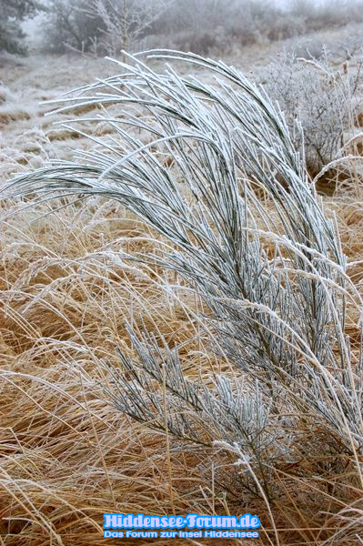 Winterzauber auf Hiddensee