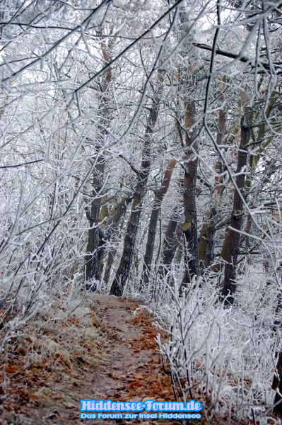 Winterwald am Dornbusch