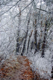 Winterwald am Dornbusch