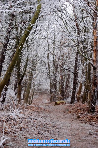 Winterwald am Dornbusch