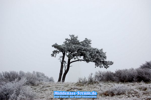 Der Frost