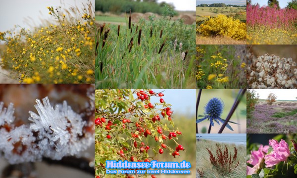 NATUR PARADIES INSEL HIDDENSEE