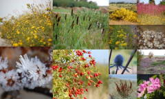 NATUR PARADIES INSEL HIDDENSEE