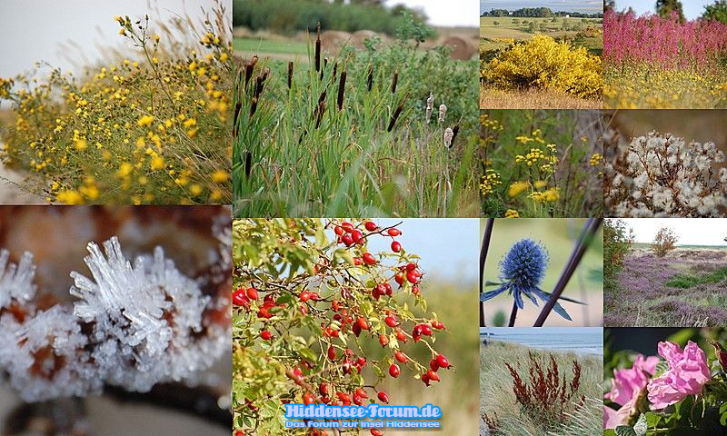 NATUR PARADIES INSEL HIDDENSEE