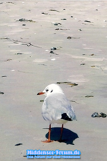 Strandgänger