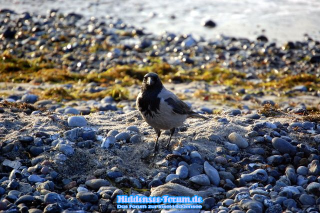 Eine Vogelpause