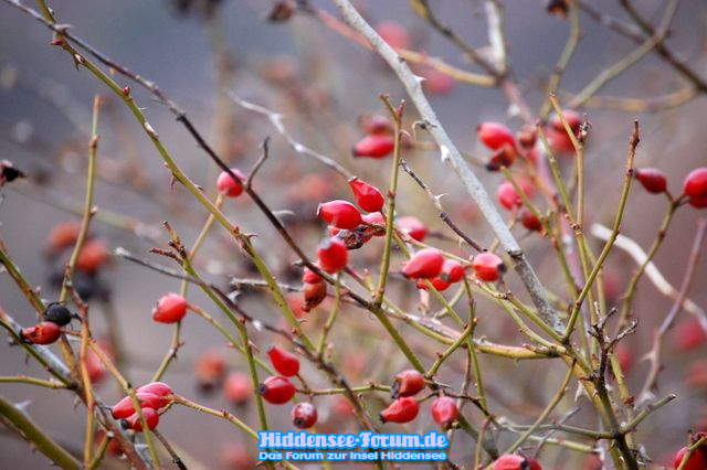 Natur im Winter